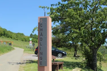Schädlinge (© Tourismusverein Bad Bergzabern e.V.)