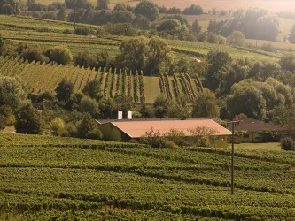 Weinberge (© Weingut Cuntz Sonnenhof)