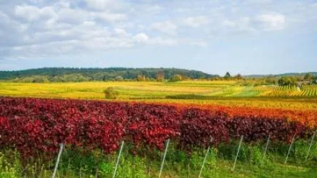 Weinberge (© Weingut Geisser)