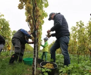 Weinreben (© Weingut Geisser)