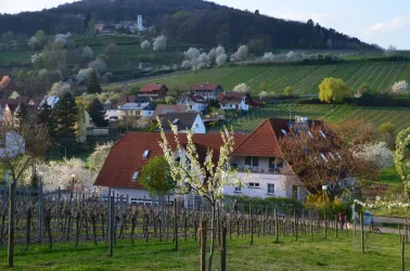 Frühling - Castell - Slevogthof - Leinsweiler