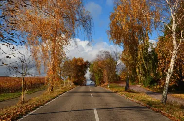 Der Weg zum Castell - Leinsweiler