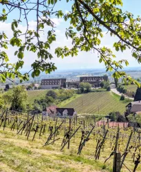 Leinsweiler Hof (© landauland Christner)