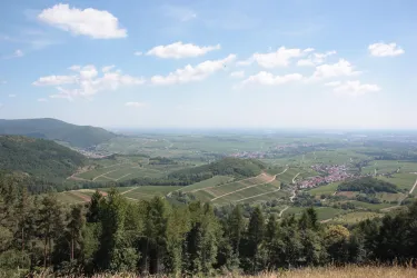 Föhrlenberg_Nicola Hoffelder, SÜW Landau-Land e.V. (© Nicola Hoffelder, SÜW Landau-Land e.V.)