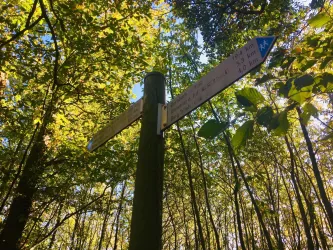 Pfälzer Wald