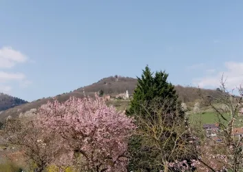 Leinsweiler im rosa Mandelblüten-Rausch