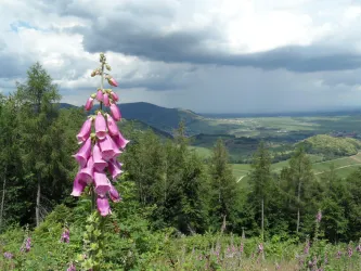 Sommer im Leinsweiler Umland
