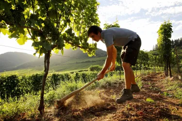 Weingut Thomas Dollt Weinberg (© Melanie Hubert, Weingut Dollt)