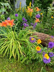 Blumenvielfalt im Garten