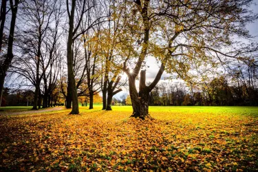 Wormser Wäldchen im Herbst (© Bernward Bertram)