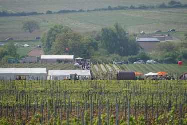 Weinlage Steinacker