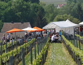 Gemütliches Beisammensein in den Weinbergen