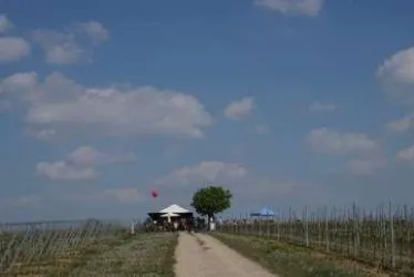 Weinstand in den Weinbergen
