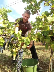 Weingut Galler