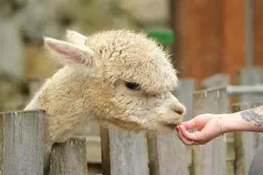 alpaca-5564884_1280