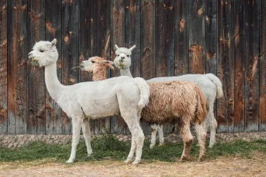 alpaca-4357188_1280