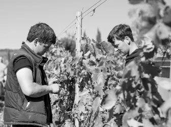 Weingut in der Urlaubsregion Freinsheim (© Weingut Reibold)