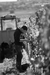 Weinlese 1 (© Weingut Reibold)
