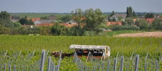 Planwagen in den Weinbergen (© Archiv Urlaubsregion Freinsheim)