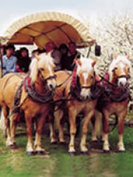 Planwagen mit 3 Pferden (© Kreuzhof)