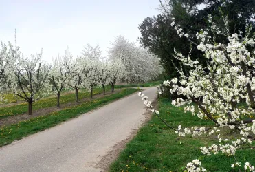 Blühende Obstbäume (© N. Arnold)