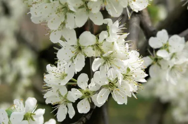 weiße Mandelblüte (© Elke Metzger)