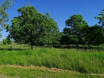 Hahnenplatz, Wiese mit Kastanienbäumen (© Urlaubsregion Freinsheim)