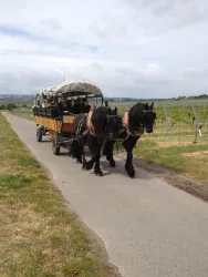 Wandertour mit Planwagenfahrt, Planwagen mit Pferd (© Kreuzhof - Heike Strasser)