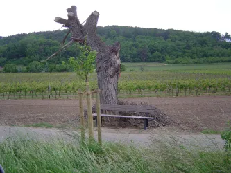 Wandern, Baum mit Bank am Wanderweg (© Urlaubsregion Freinsheim)