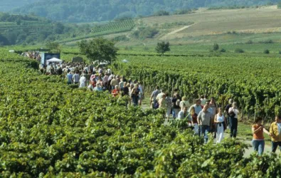 Kuli. Wand. 2 (© Verkehrsverein Freinsheim)