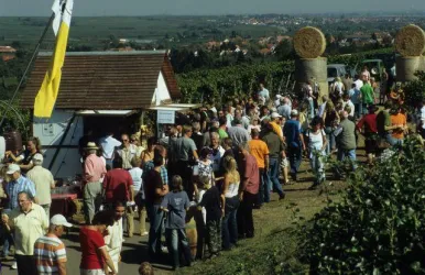 Kuli. Wanderung (© Verkehrsverein Freinsheim)