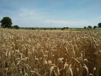 Getreidefeld bei Vollmersweiler