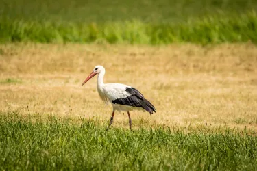 Storch in der Pfalz