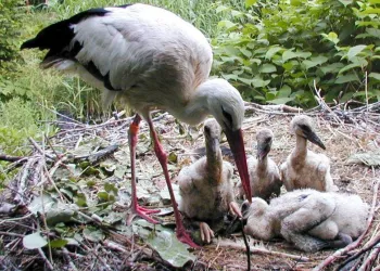 Zum Storchennest_Storch (© Landhotel Storchennest)
