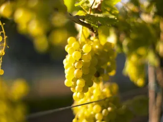 Kieffer-Weinrebe (© Kieffer)