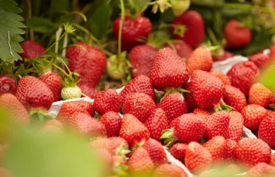Kieffer-Erdbeeren (© Kieffer)