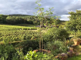 Ausblick Garten im Sommer (© Stadt Bad Dürkheim)