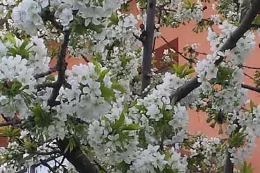 Kirschblüte am Haus