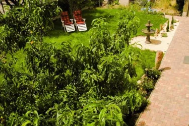 Blick in den Garten_Wohnung Sonnenschein