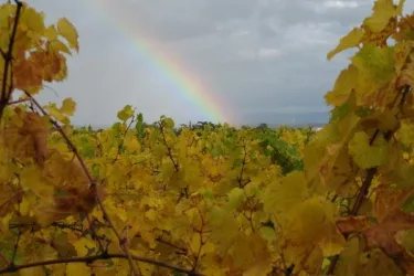 Blick in die Weinberge_Regenbogen