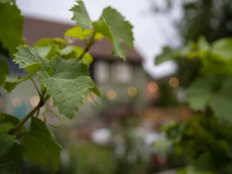 Garten (© Stadt Bad Dürkheim)