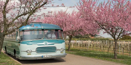 Oldtimerbus mit Mandelbäumen (© Stadt Bad Dürkheim)