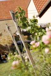 Wingertzeile im Garten (© Stadt Bad Dürkheim)