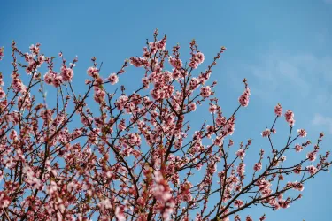 Im März stiehlt die Mandelblüte gerne die Show