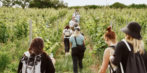 Gruppe im Weinberg