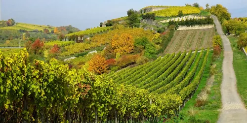 Steiler Weg zum Weinberg Spielberg