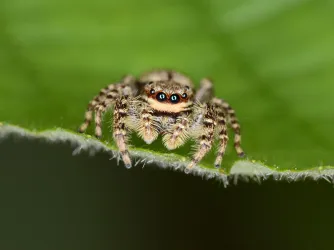Springspinne
