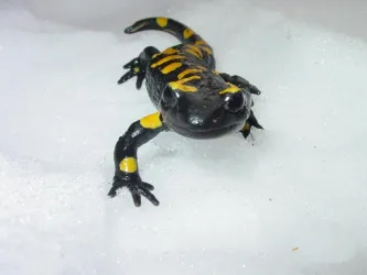 Salamander
