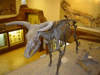 Auerochs im Pfalzmuseum 