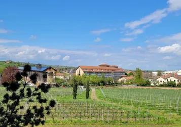 Blick auf die Weinberge